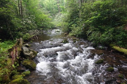 Typical Smoky Mountains trail... gorgeous cascades and bright green foliage.