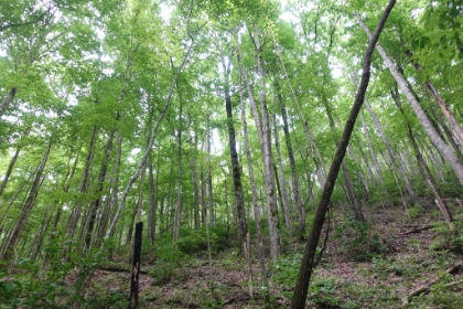 Beautiful woods along the entire trail.