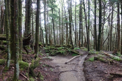 The trail has been worn quite deep in places.