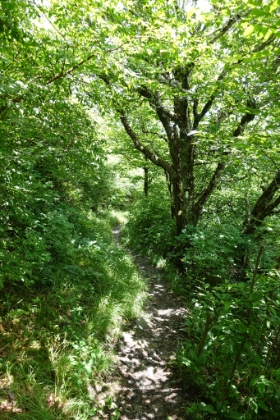 As soon as the tourist crowd ends at Charlie's Bunion, the Appalachian Trail instantly narrows and gets overgrown. I was very tempted to continue on for a ways, but I had decided to try the Alum Cave trail next. So it was time to head back.