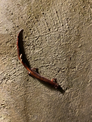 One of the salamander looking creatures that lives down here near the entrance.