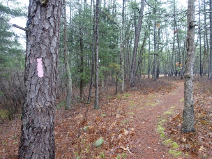 The Batona trail is marked prominently with pink blazes. Most of the trail systems around here (as with Europe) seem to rely on the blaze system of marking trails. And yes, that's where the term "trail blazing" comes from.