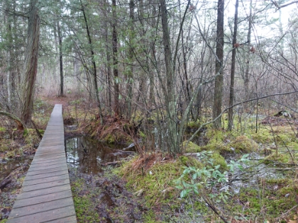 More footbridge and some great, swampy green terrain.