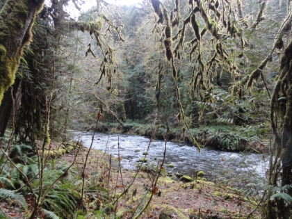 Back along Barnes Creek for some great, green, mossy scenery.