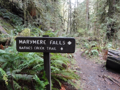 I took the short offshoot to Marymere Falls and then return later for the Barnes Creek trail.
