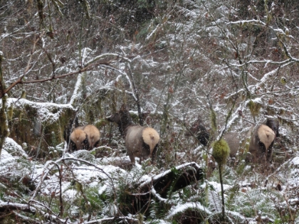 A came across a little herd of Elk. There were probably 7 or 8 of them, and I was able to get pretty close.