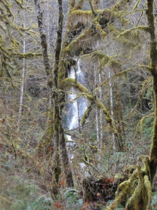 The snow stopped, making for a clearer view through the trees of one of the waterfalls along the trail. Unfortunately, it also meant seeing a few more humans on the way back.