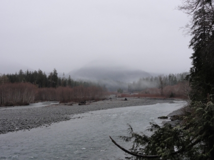 Looking up the Quinault River.