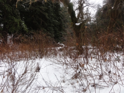 On top of the ridge and into a creek bed with heavy snow. Yet the paw path continues...