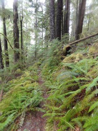 Brushing past wet ferns almost the whole way down. Trails don't get much better than this.