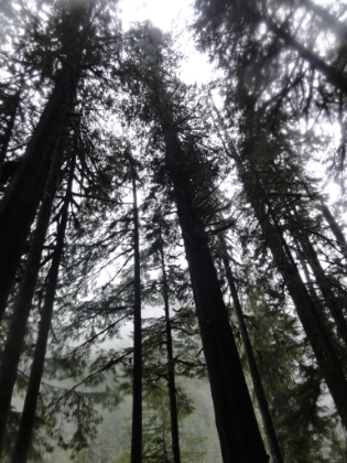 Some tall, tall trees.