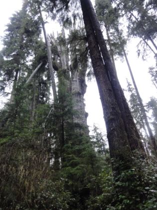 The world's tallest Red Cedar tree at 174' tall, though a portion of the top appears to have been lost to lighting strike.
