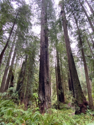 We quickly found ourselves back amongst the giant trees. Unlike the Giant Sequoia groves where there may be an isolated giant or a small cluster, these Coastal Redwoods come in densely packed groves of hundreds of trees.