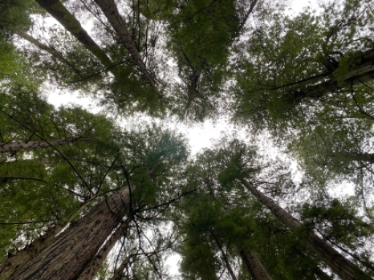 I find these canopy views fascinating.