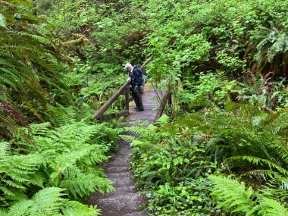 Crossing the creek in Fern Canyon. Amazingly dense, vibrant green everywhere.
