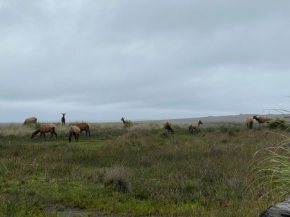 Then they started to move closer into the grasses.
