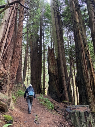 Before long, we're away from the coast and back into the big trees.