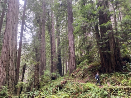 I wonder where exactly the Return of the Jedi speeder bike scene was filmed? It was up here somewhere.