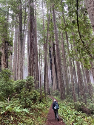 The skinnier Redwoods here are younger. The trees reach their maximum height fairly quick and then thicken with age.