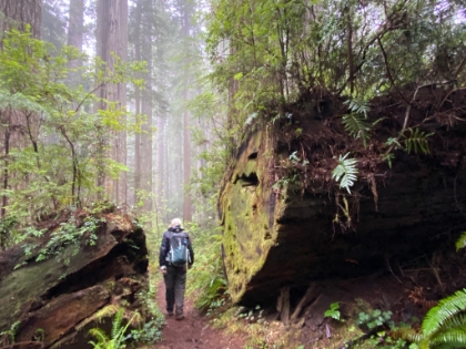 Walking through a fallen giant.