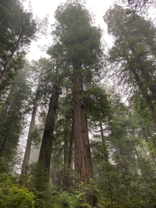 This grove is even more impressive than the one around Trillium Falls. It's hard to even get these trees framed in a photo.