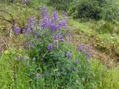The wildflowers were already starting to bloom.