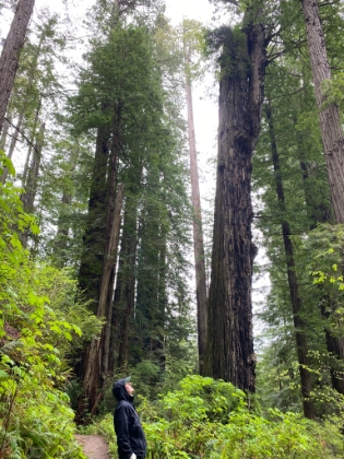 It was one jaw dropping view after another. The sheer height, as well as the density of the trees, is just amazing.
