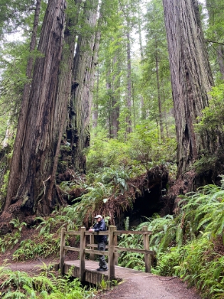 There's lots of nice little footbridges along the way.