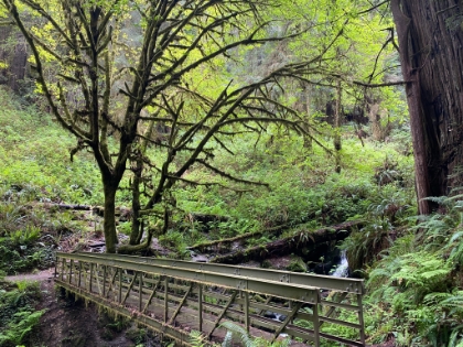 Made it to Trillium Falls. A great little spot surrounded by electric green foliage.