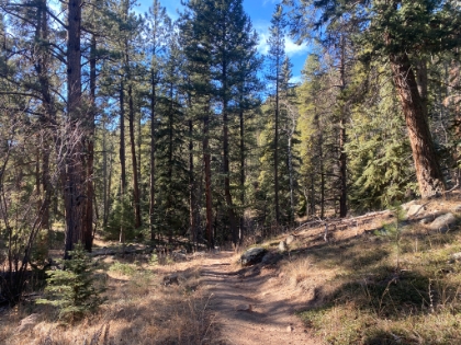 Further into the park, the trail enters some nice forested areas.