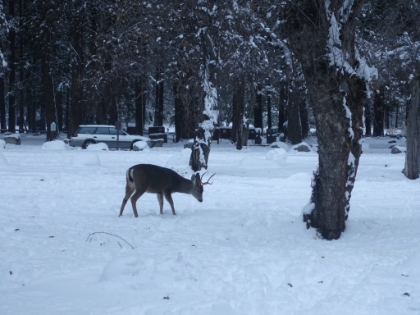 Conditions were icy on the way down, but after only a couple slip 'n slide wipeouts, we sucessfully arrived back at Curry Village. There we were welcomed by a young buck making its way through the snow covered parking lot.
