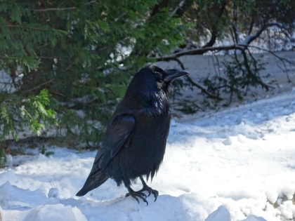 Black crow against the snow. We saw these big crows all over the Valley.