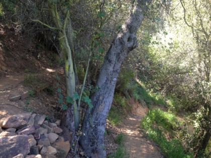 Switbacks on the 0.4 mile trail heading from the Backbone Trail down into Rustic Canyon. It's a 700' 0.4 miles!