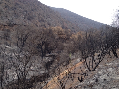 The end of the burned out La Jolla Canyon with one surviving Yucca plant already blooming.
