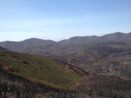 Half of a hillside that the fire somehow missed.
