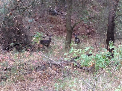 Deer are a given almost every time out on the trail.