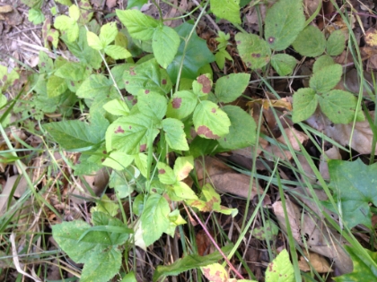 Tons of poison oak down here. Or at least I think this is poison oak!?
