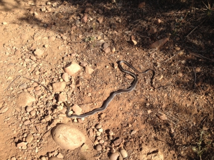 Wouldn't be a real trail without some snakes.