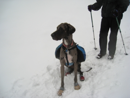 An awesome dog that was on the trail together with his owner. Notice the little doggie snow boots.