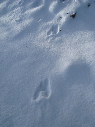 Not a single human, nor a single human footprint the entire day. But LOTS of deer prints (never did see an actual deer though).